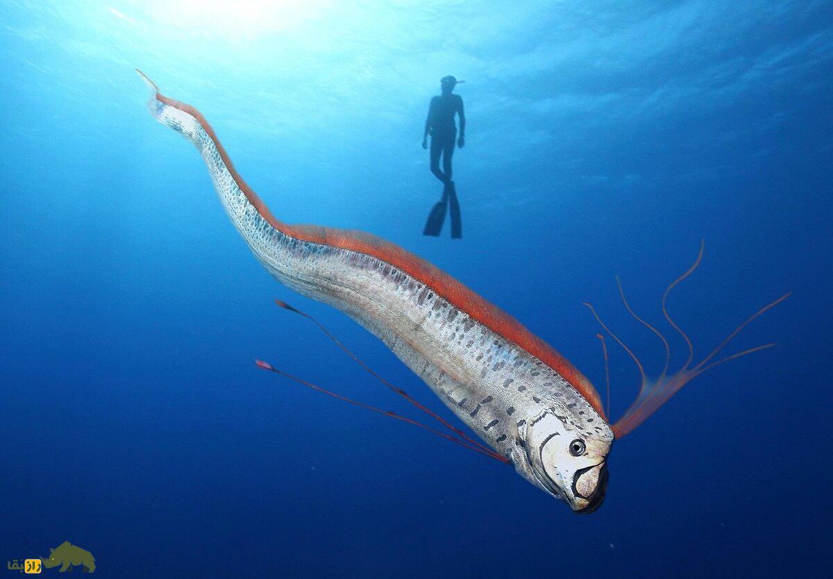 ماهی روز قیامت؛ ماهی عجیبی که وقتی سر و کلهاش پیدا شود، زلزله میآید! ماهی روز قیامت