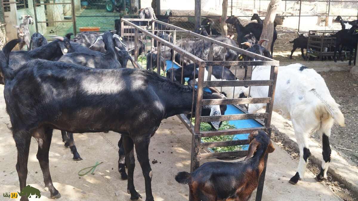 بز عثمان‌آبادی؛ بز هندی سخت‌جانی که توسط خدایان «تبرک» شده و ارواح شیطانی را دور می‌کند
