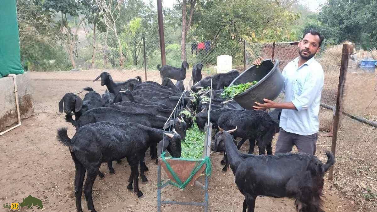 بز عثمان‌آبادی؛ بز هندی سخت‌جانی که توسط خدایان «تبرک» شده و ارواح شیطانی را دور می‌کند
