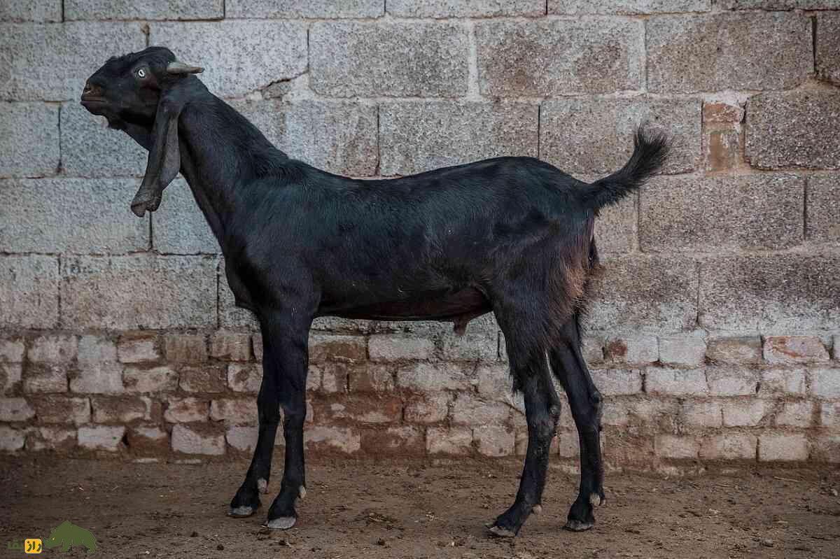 بز عثمان‌آبادی از نمای جانبی با گردنی افراشته