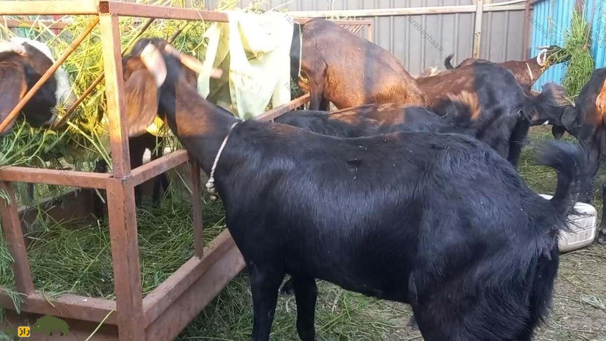 بز عثمان‌آبادی سیاه رنگ در حال غذا خوردن