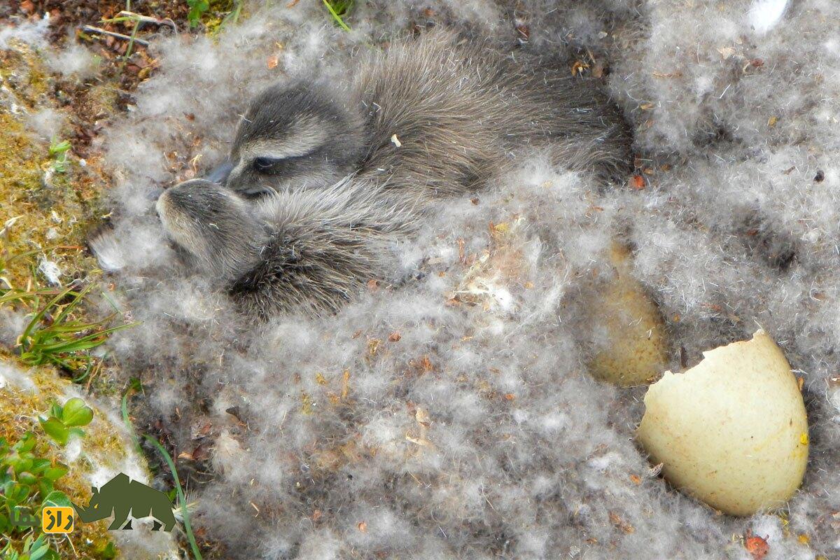 پشم عیدردان؛ اردک مادهای که گرانترین و کمیابترین پشم جهان را تولید میکند پشم عیدردان؛ اردک مادهای که گرانترین و کمیابترین پشم جهان را تولید میکند