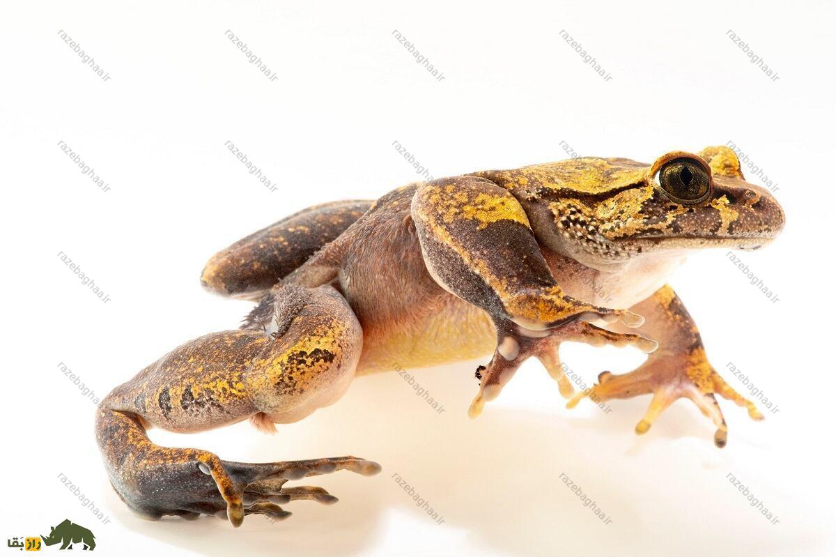 قورباغه شیطان؛ قورباغه‌ای شبیه شیطان که استخوان‌هایش را خرد می‌کند و چنگ‌هایش از پوست بیرون می‌آیند