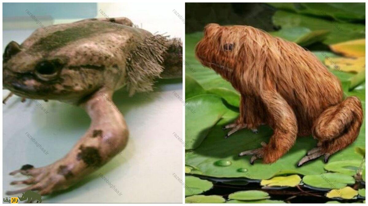 قورباغه شیطان پشمالو