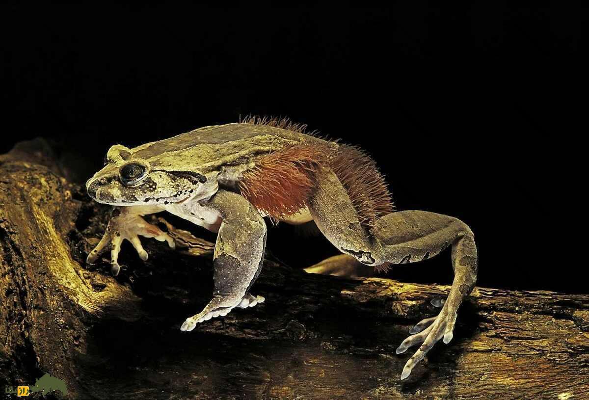 قورباغه شیطان روی درخت