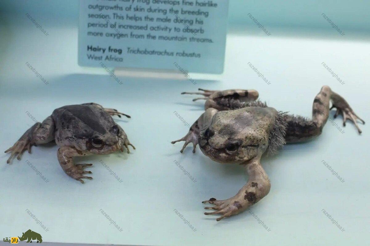 قورباغه شیطان در اسارت