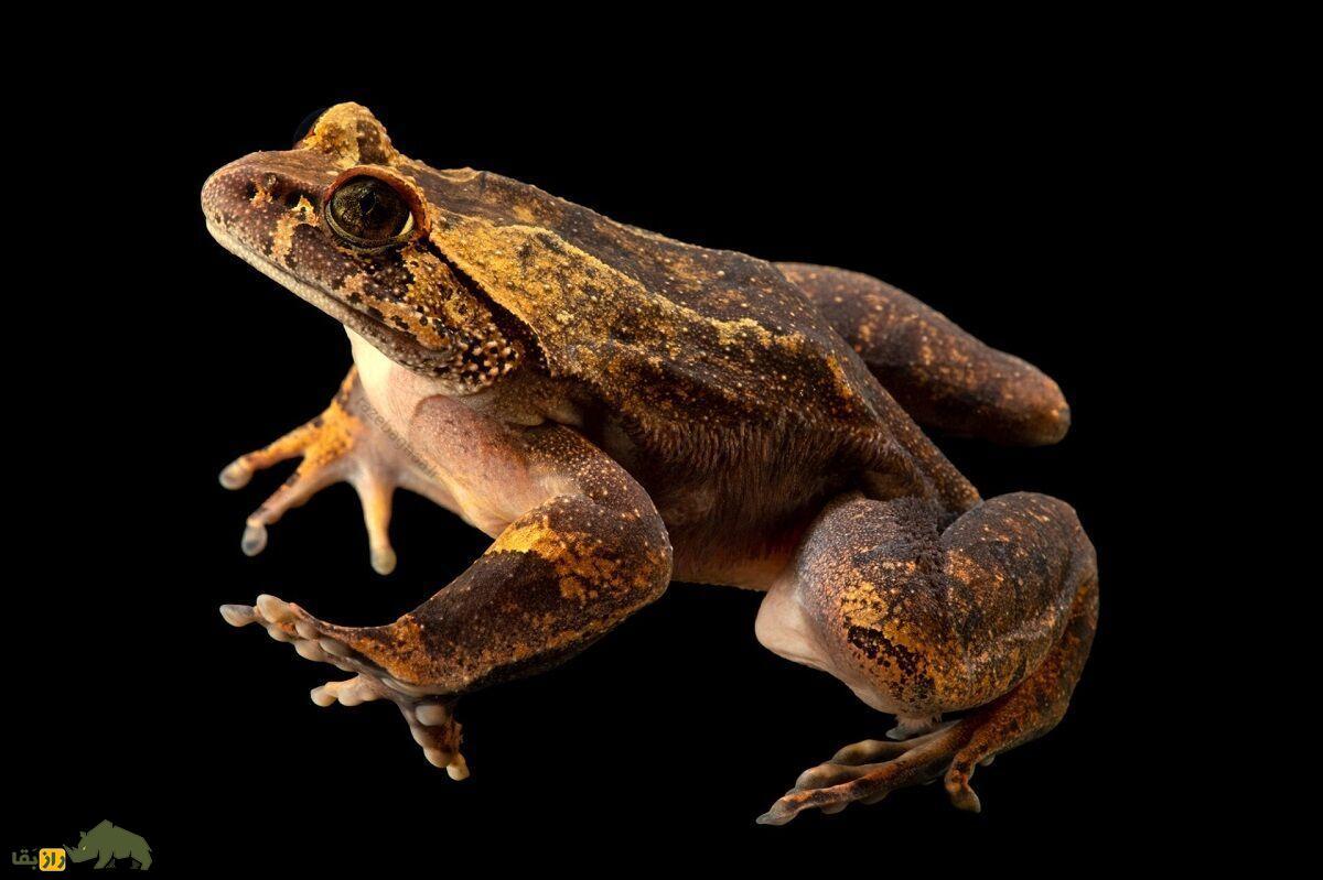 قورباغه شیطان یا قورباغه پشمالو