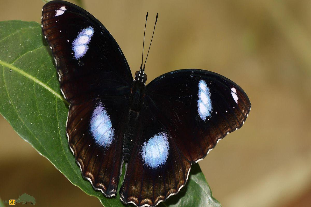 پروانه سیاع با لکه های آبی روی بال