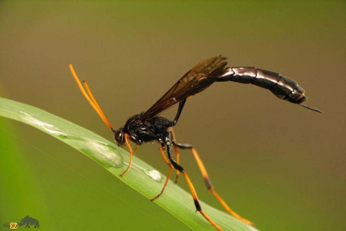 زنبور پارازیت زن