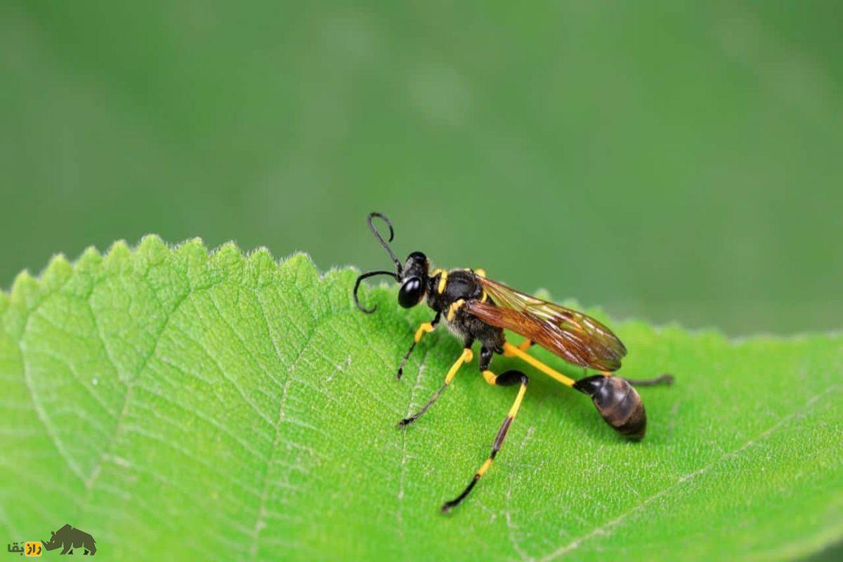 زنبور پارازیت زن روی برگ سبز