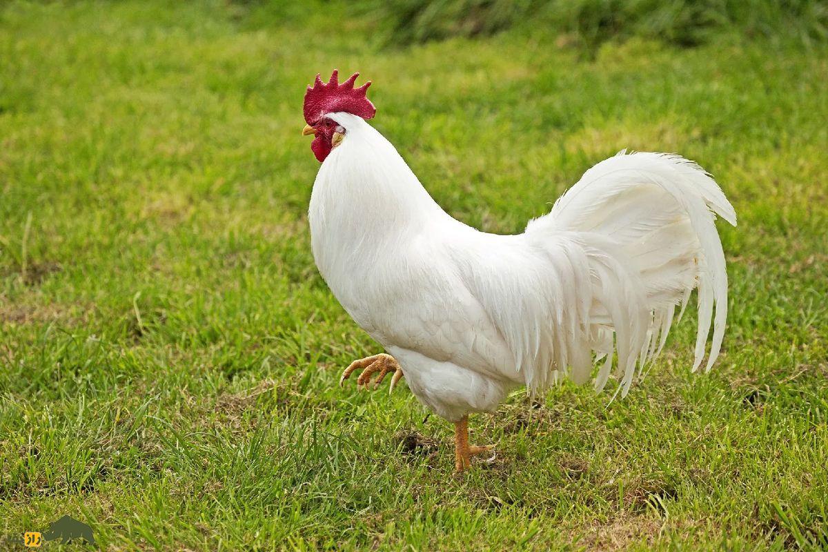 خروس سفید