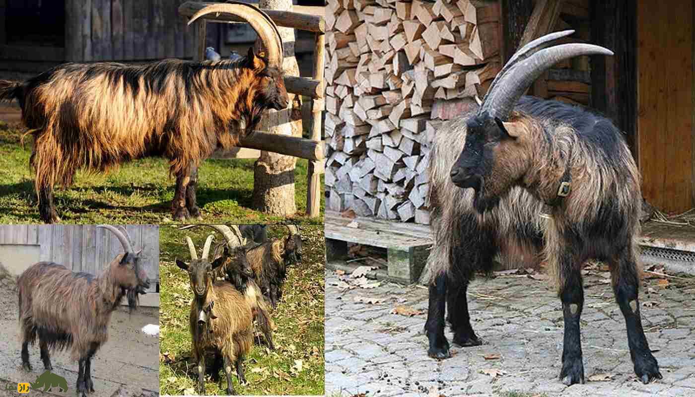 بز ساحلی؛ بز قدبلند آفریقایی با پا‌های دراز که در ایران هم حضور دارد