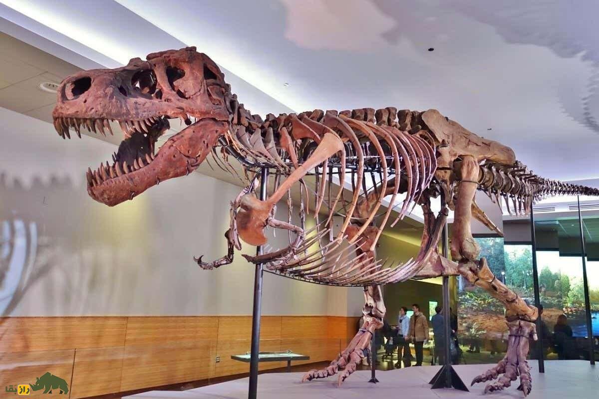 «تی رِکس»؛ ترسناکترین و خطرناکترین دایناسور جهان که در فیلم «پارک ژوراسیک» بازی کرد «تی رِکس»؛ ترسناکترین و خطرناکترین دایناسور جهان که در فیلم «پارک ژوراسیک» بازی کرد