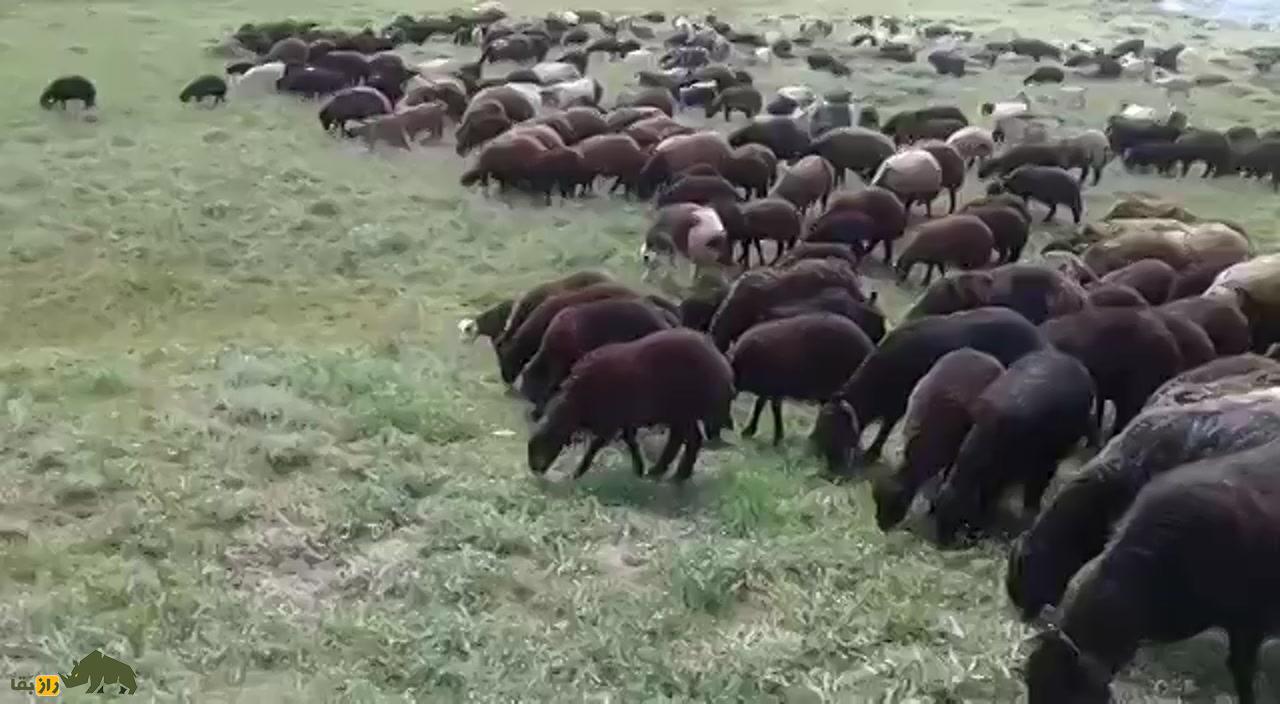 گوسفند زندی؛ گوسفند ایرانی ۹۰ کیلویی که کیفیت گوشتش در ایران زبانزد خاص و عام است گوسفند زندی؛ گوسفند ایرانی ۹۰ کیلویی که کیفیت گوشتش در ایران زبانزد خاص و عام است