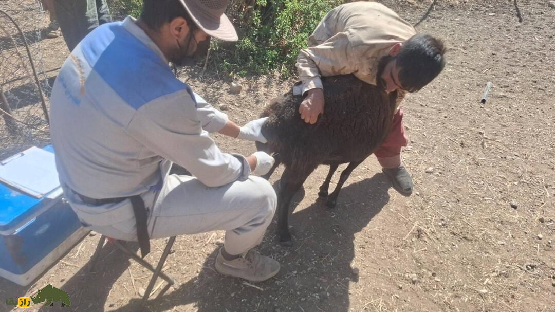 گوسفند زندی؛ گوسفند ایرانی ۹۰ کیلویی که کیفیت گوشتش در ایران زبانزد خاص و عام است گوسفند زندی؛ گوسفند ایرانی ۹۰ کیلویی که کیفیت گوشتش در ایران زبانزد خاص و عام است