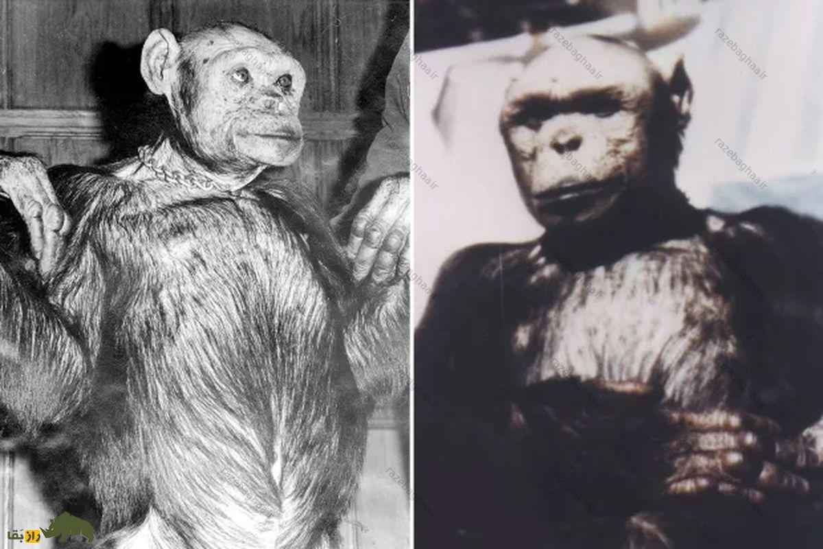 رازهای تاریک آزمایشهای شوروی: ماجرای ترکیب انسان و شامپانزه و سرنوشت زنان آزمایش شامپانزه انسان نما