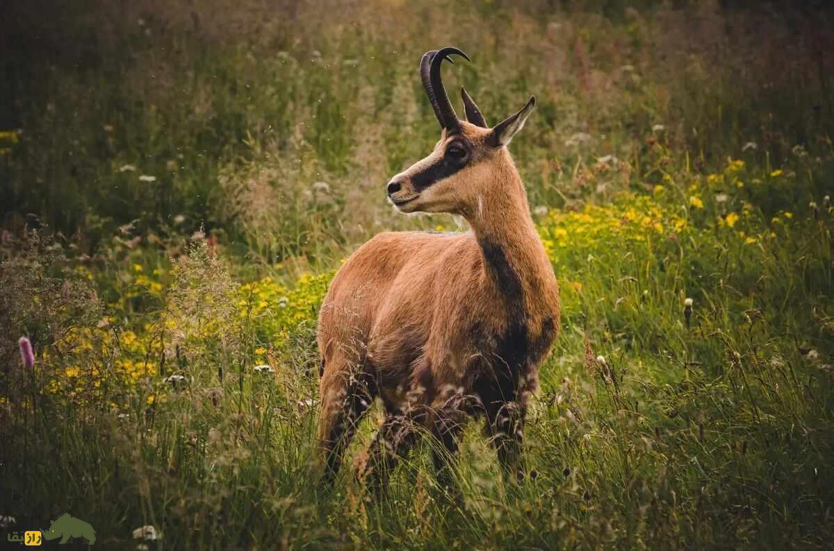 بز کوهی تاترا؛ بز ترانسیلوانیایی مرموزی که عجیبترین رفتار جفتگیری را در بین بزها دارد