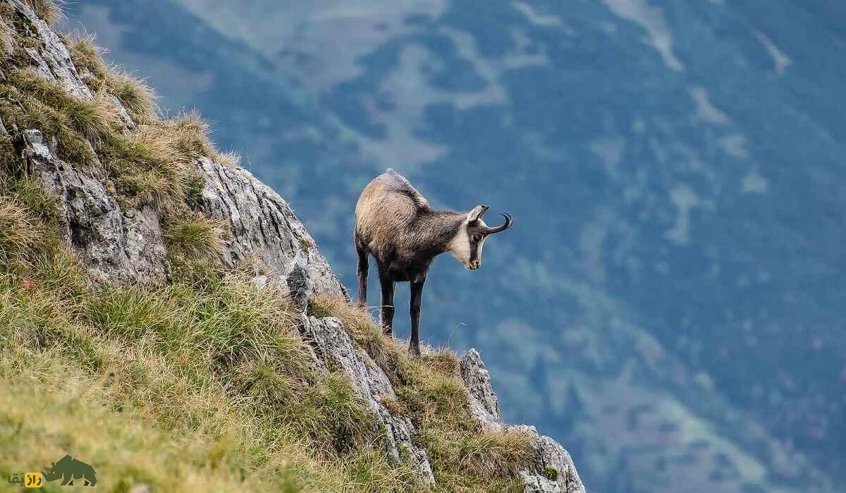 بز کوهی تاترا؛ بز ترانسیلوانیایی مرموزی که عجیبترین رفتار جفتگیری را در بین بزها دارد بز کوهی تاترا؛ بز ترانسیلوانیایی مرموزی که عجیبترین رفتار جفتگیری را در بین بزها دارد