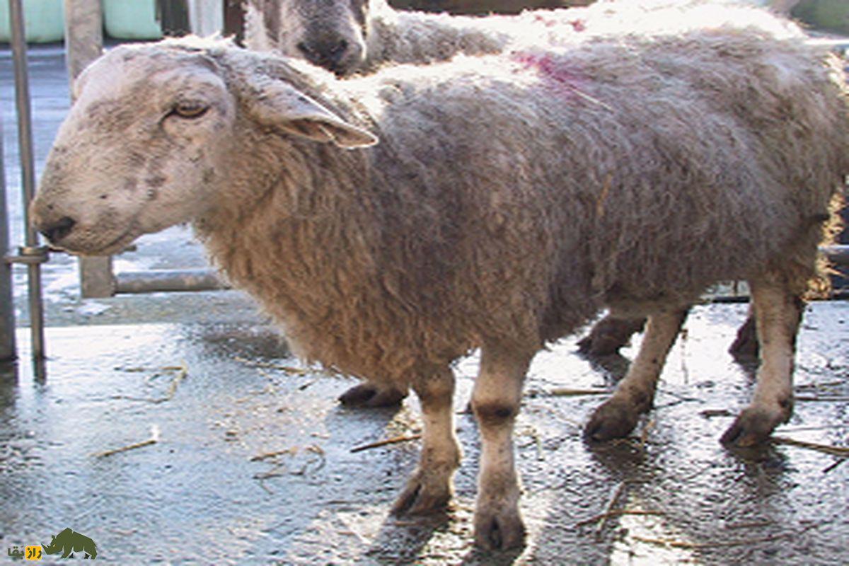 گوسفند بیمار