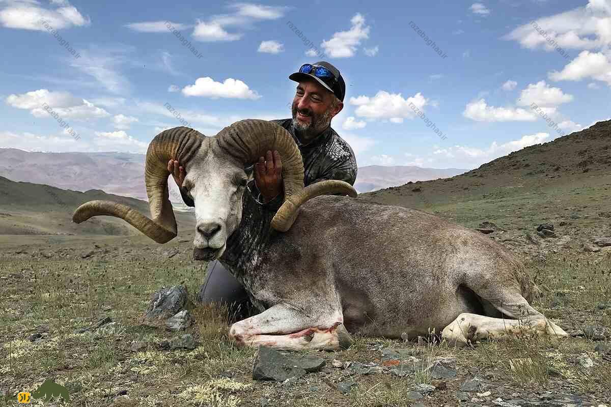 گوسفند آرگالی به همراه یک شکارچی