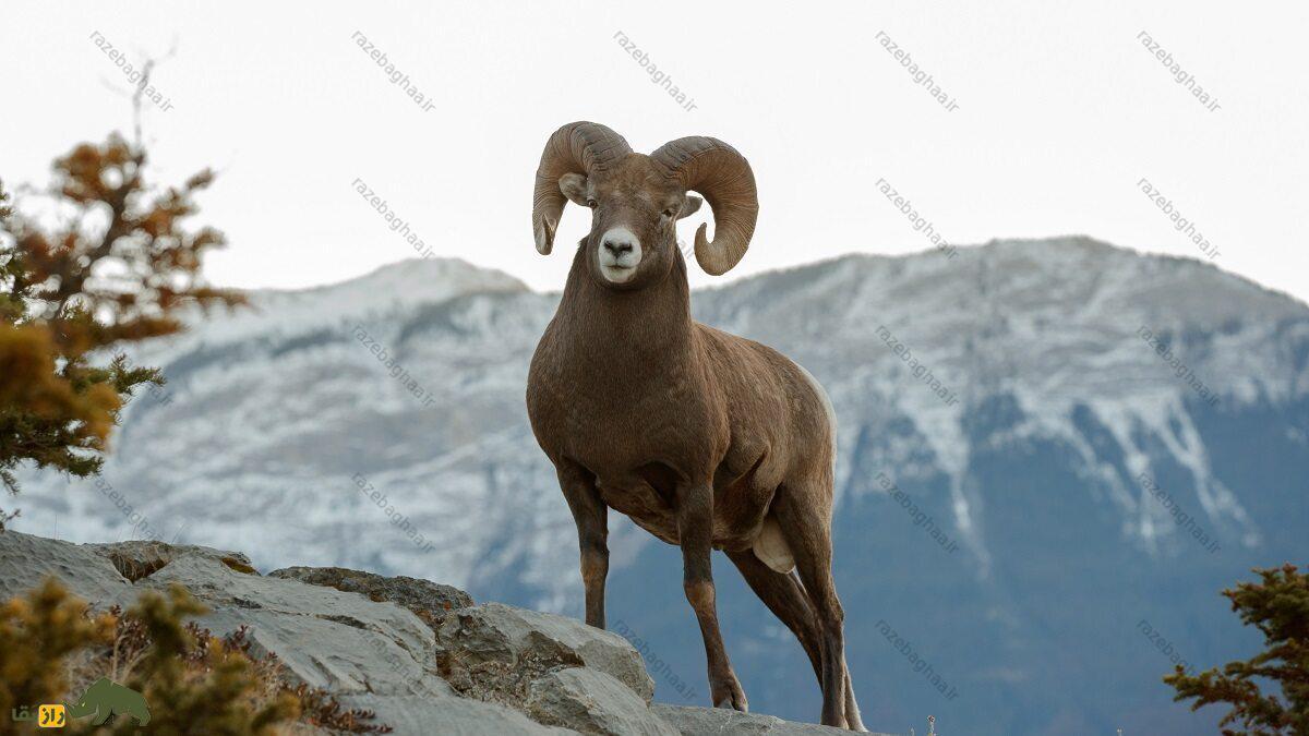 گوسفند آرگالی روی صخره‌ها