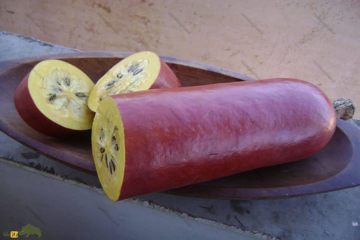 خیار مُشک بنفش