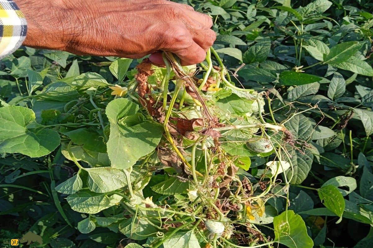 گیاه خیار مُشک