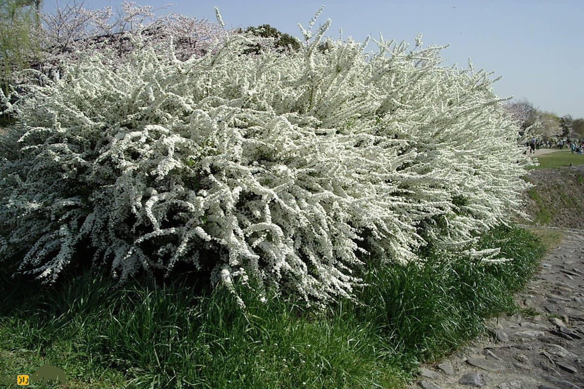 خواص شگفت‌انگیز گیاه اسپیره با گل های سفید