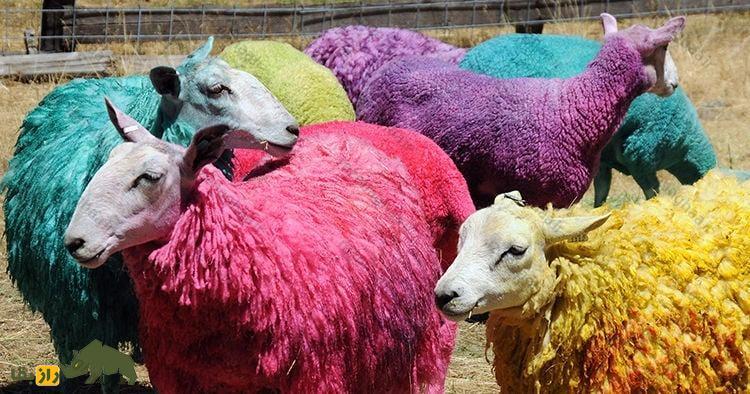 پدیده عجیب دنیای گوسفندها؛ چرا پشم گوسفندان رنگینکمانی میشود؟ پدیده عجیب دنیای گوسفندها؛ چرا پشم گوسفندان رنگینکمانی میشود؟