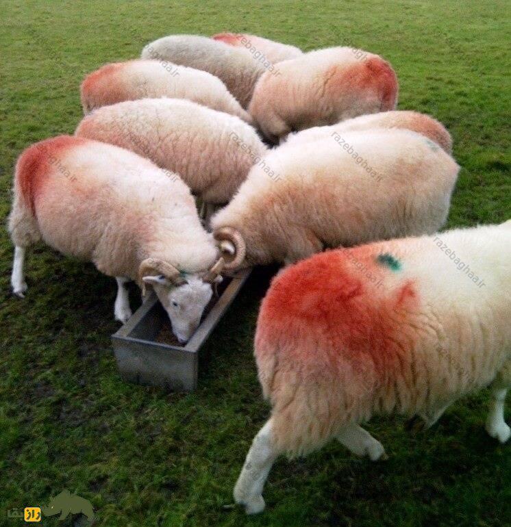 پدیده عجیب دنیای گوسفندها؛ چرا پشم گوسفندان رنگینکمانی میشود؟ پدیده عجیب دنیای گوسفندها؛ چرا پشم گوسفندان رنگینکمانی میشود؟