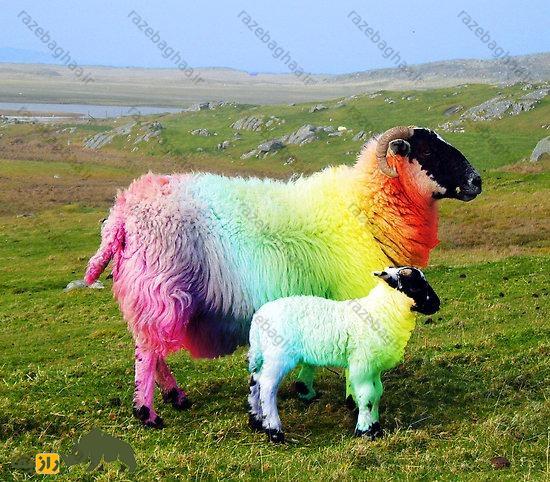 پدیده عجیب دنیای گوسفندها؛ چرا پشم گوسفندان رنگینکمانی میشود؟ پدیده عجیب دنیای گوسفندها؛ چرا پشم گوسفندان رنگینکمانی میشود؟