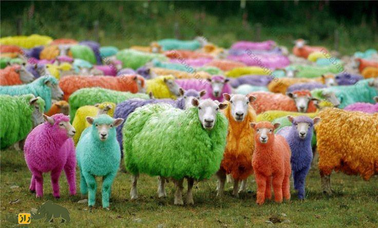 پدیده عجیب دنیای گوسفندها؛ چرا پشم گوسفندان رنگینکمانی میشود؟ گله گوسفند رنگین کمانی