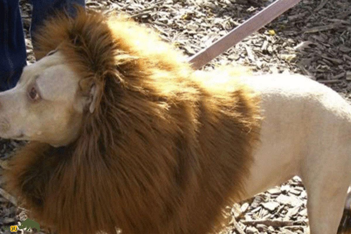 از گربههایی که نور میدهند تا ترکیب سگ با شیر؛ ۸ موجود عجیب که با مهندسی ژنتیک ساخته شدهاند سگ شیر