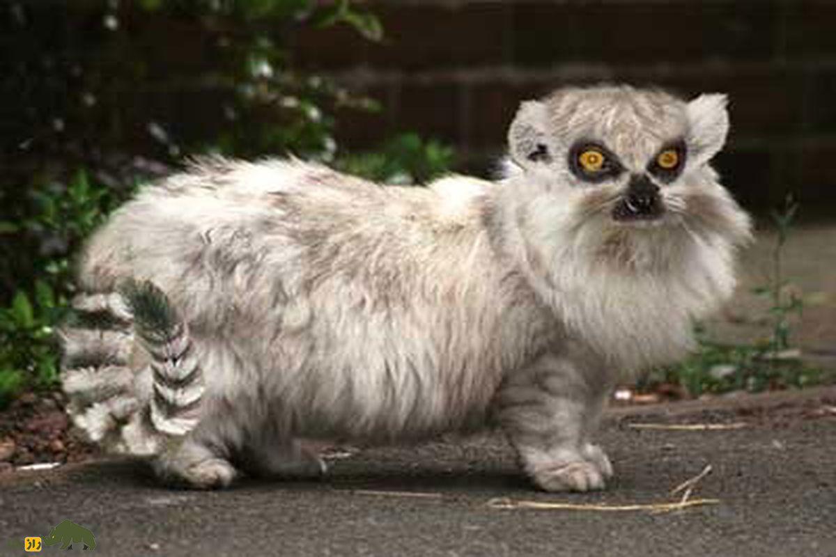 از گربههایی که نور میدهند تا ترکیب سگ با شیر؛ ۸ موجود عجیب که با مهندسی ژنتیک ساخته شدهاند گربه لمور