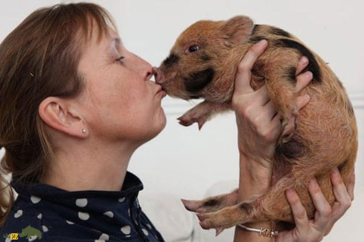 از گربههایی که نور میدهند تا ترکیب سگ با شیر؛ ۸ موجود عجیب که با مهندسی ژنتیک ساخته شدهاند خوک میکرو