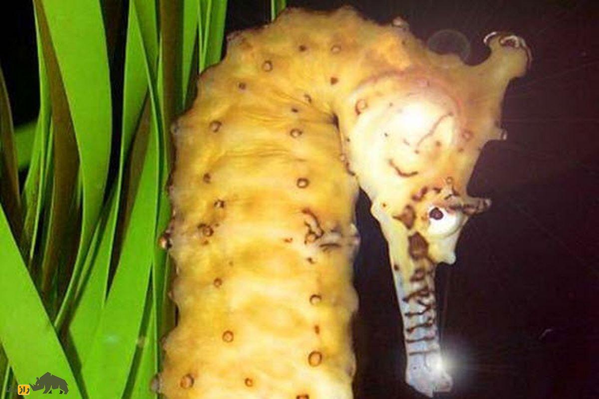 از گربههایی که نور میدهند تا ترکیب سگ با شیر؛ ۸ موجود عجیب که با مهندسی ژنتیک ساخته شدهاند اسب دریایی طلایی