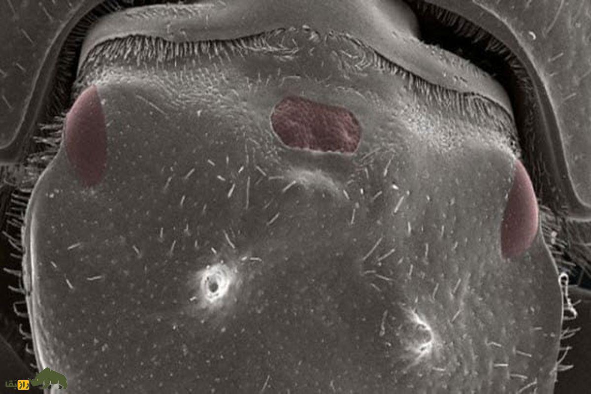 از گربههایی که نور میدهند تا ترکیب سگ با شیر؛ ۸ موجود عجیب که با مهندسی ژنتیک ساخته شدهاند سوسک سه چشمی