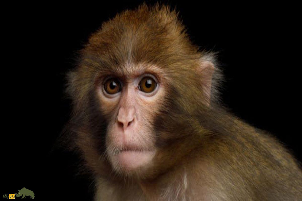 از گربههایی که نور میدهند تا ترکیب سگ با شیر؛ ۸ موجود عجیب که با مهندسی ژنتیک ساخته شدهاند میمون مبتلا به شیزو فرنی