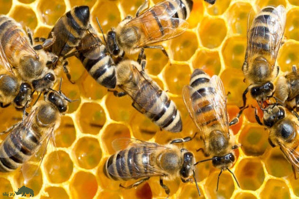 از گربههایی که نور میدهند تا ترکیب سگ با شیر؛ ۸ موجود عجیب که با مهندسی ژنتیک ساخته شدهاند زنبور مقاوم به سرما و بیماری