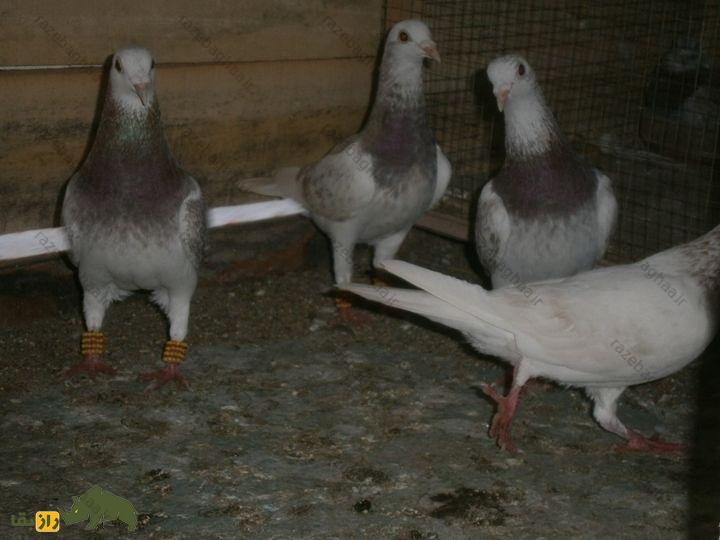 کبوتر پیشاوری؛ کبوتر پاکستانی که حامل روح اجداد است و از دنیای پس از مرگ خبر میدهد کبوتر پیشاوری