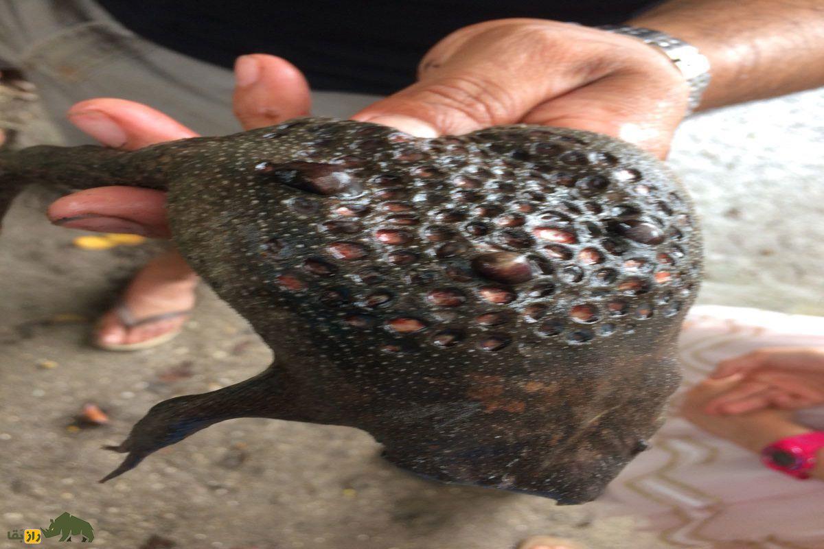 قورباغه سورینام، زشتترین قورباغه دنیا که از کمرش زایمان میکند قورباغه سورینام، زشتترین قورباغه دنیا که از کمرش زایمان میکند