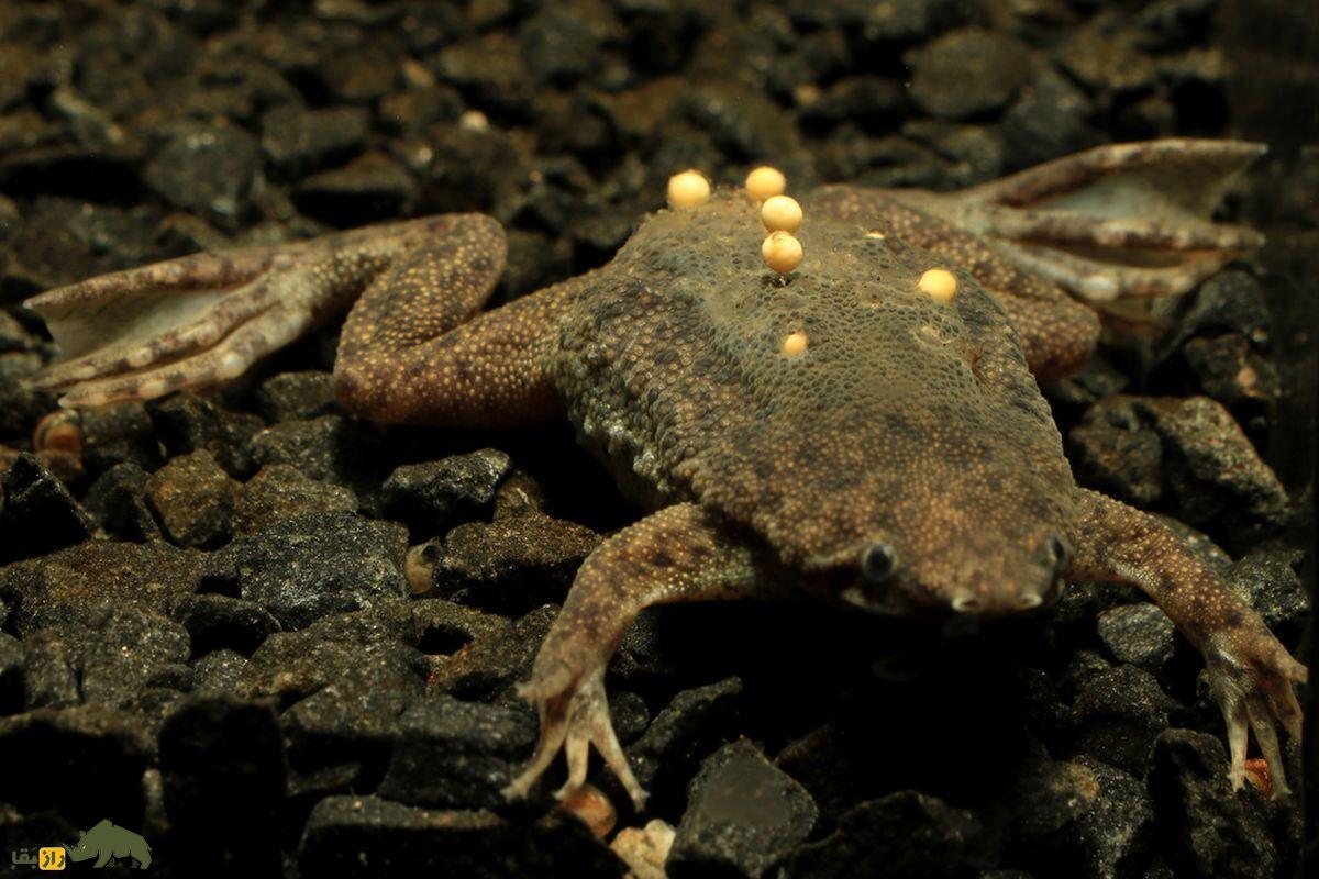 قورباغه سورینام، زشتترین قورباغه دنیا که از کمرش زایمان میکند قورباغه سورینام، زشتترین قورباغه دنیا که از کمرش زایمان میکند