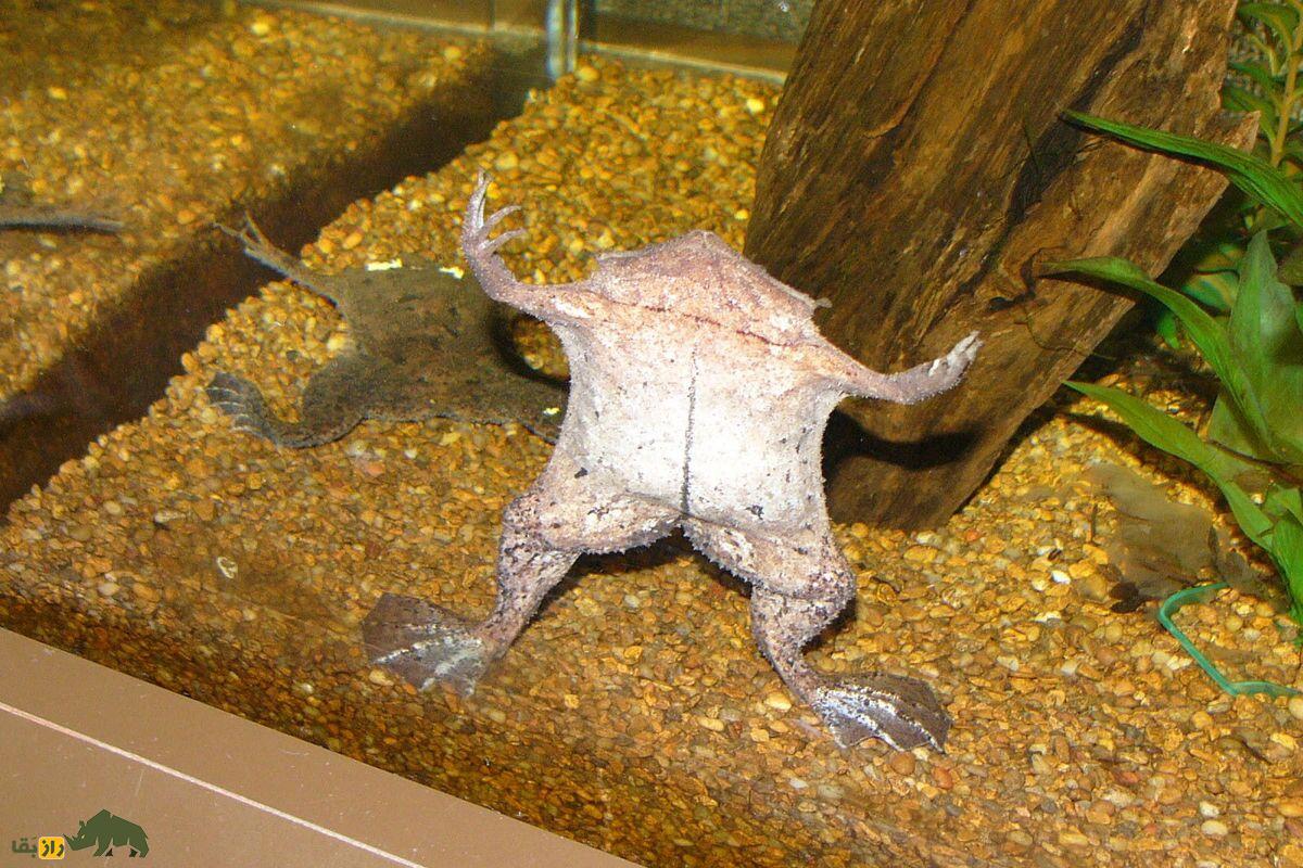 قورباغه سورینام، زشتترین قورباغه دنیا که از کمرش زایمان میکند قورباغه سورینام، زشتترین قورباغه دنیا که از کمرش زایمان میکند