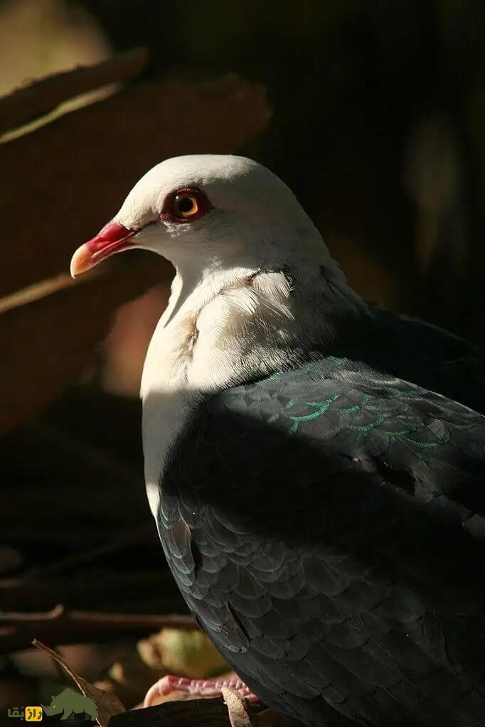 کبوتر سفیدسر