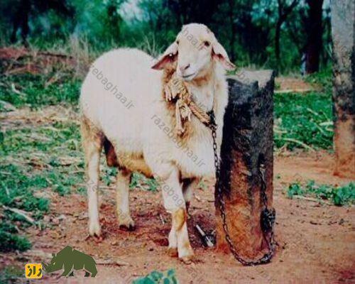 بز ماندیا؛ بز هندی عجیبی که مردم آن را کاملا با گوسفند اشتباه می‌گیرند