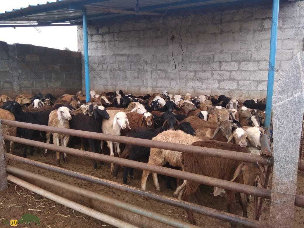 گله بز ماندیا