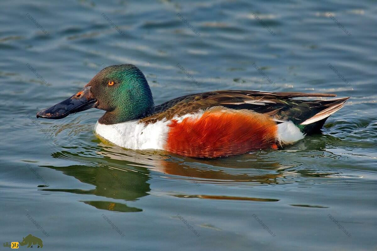 اردک نوک‌پهن شمالی؛ پرنده‌ای با منقار چماقی که آب را فیلتر می‌کند و هنگام جفت‌گیری می‌رقصد