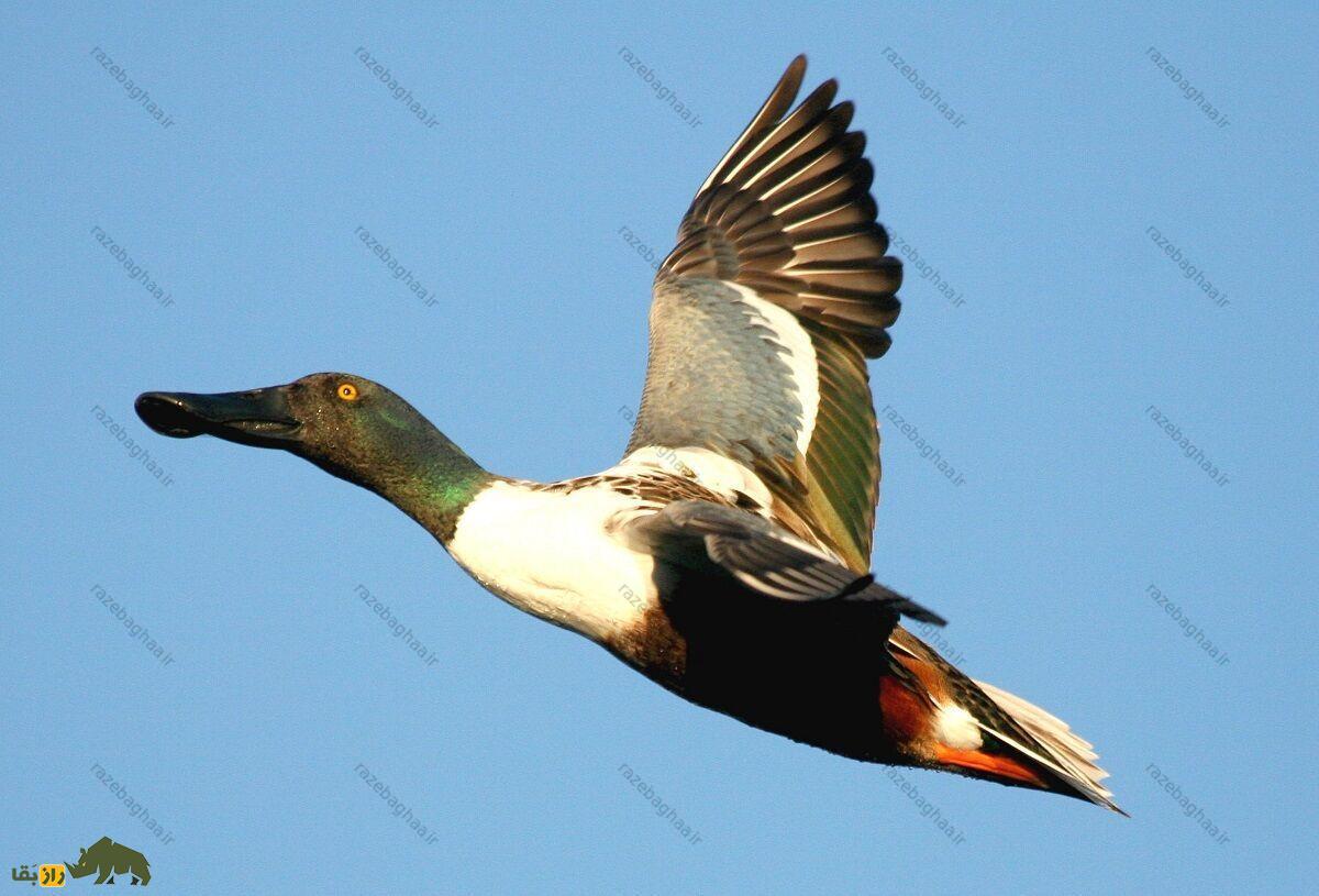 اردک نوک‌پهن شمالی در حال پرواز
