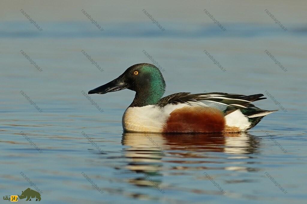 اردک نوک‌پهن شمالی؛ پرنده‌ای با منقار چماقی که آب را فیلتر می‌کند و هنگام جفت‌گیری می‌رقصد