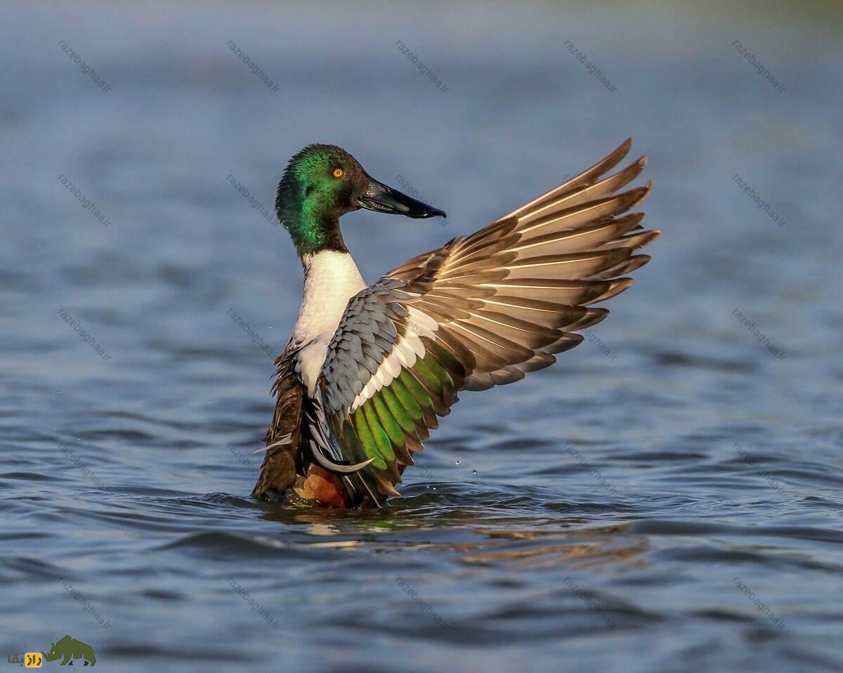 اردک نوک‌پهن شمالی در حال بال زدن در آب
